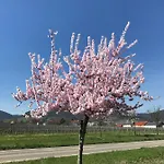 Vino Palatina * Maikammer