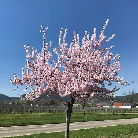 Vino Palatina * Maikammer