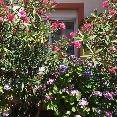 Vino Palatina Apartman Maikammer