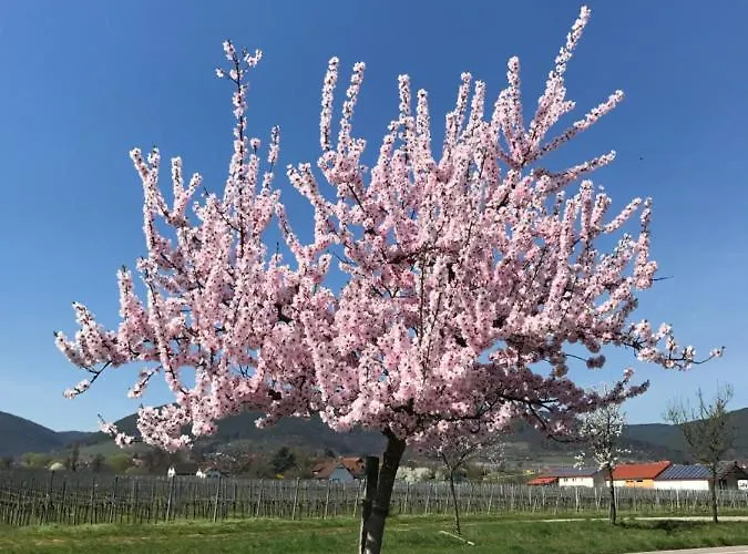 Vino Palatina * Maikammer